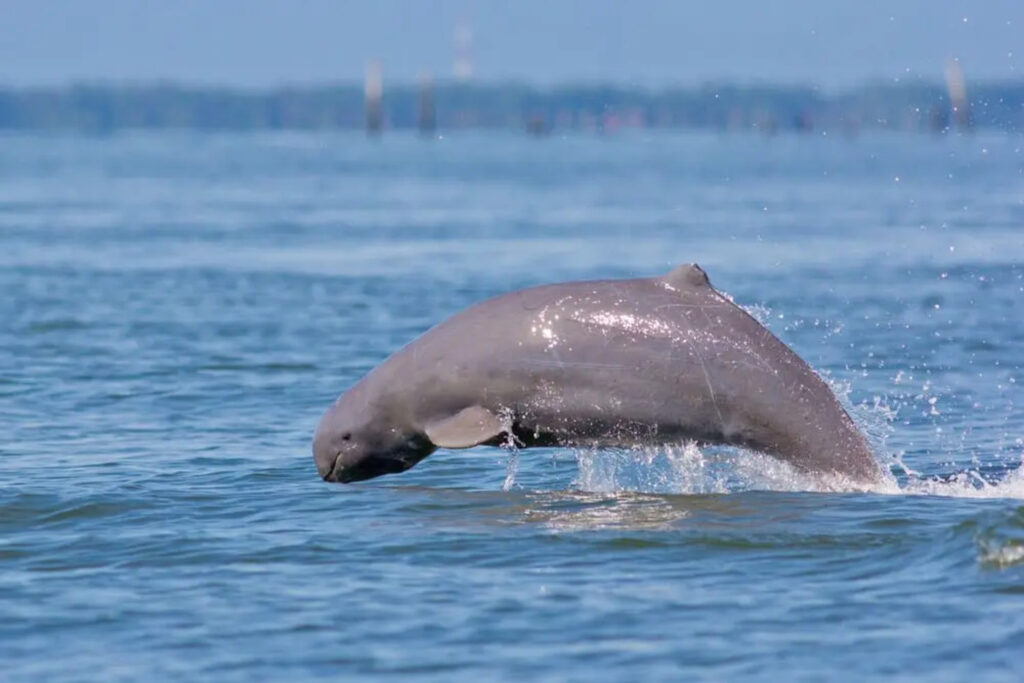 Dolphin