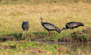 National bird giant Ibis
