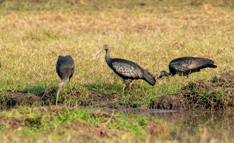 National bird giant Ibis